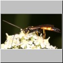 Ichneumon suspiciosus - Schlupfwespe m089a 17mm-fdet02b-Joel Valemberg.jpg